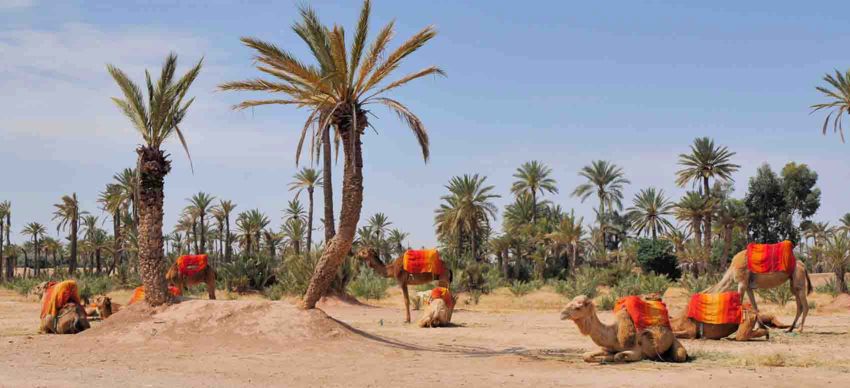 La Palmeraie de Marrakech