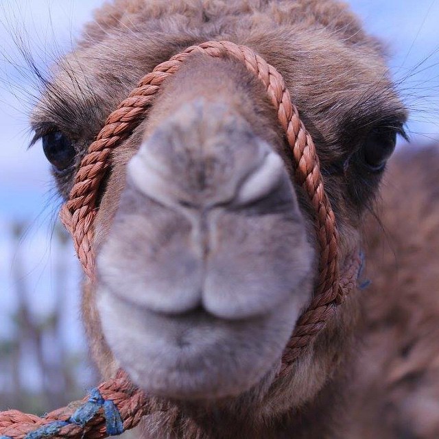 Désert Sahara Maroc