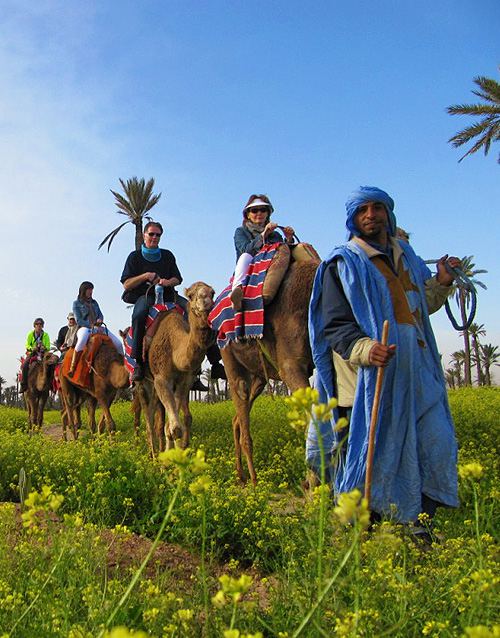 Dromadaire Marrakech