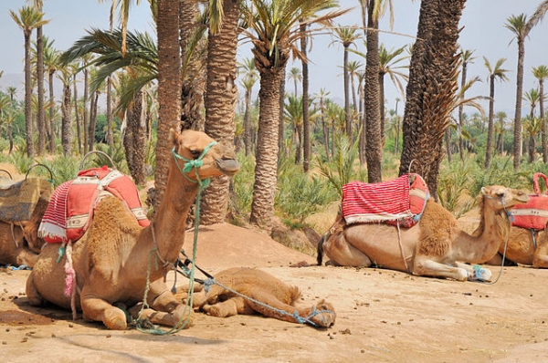 balade dromadaire à la palemeraie de Marrakech