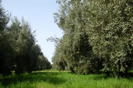 Les jardins de l’Agdal